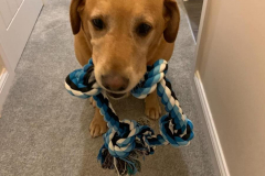 Our dog holding the toy in his mouth