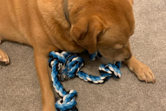 Our dog chewing the toy while lay down
