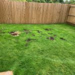 lawn after using Pet Science Lawn Aid for Dogs