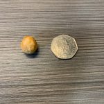 Happy Belly Caramelised Hazelnuts size comparison