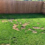 Lawn after using Pet Science Lawn Aid for Dogs